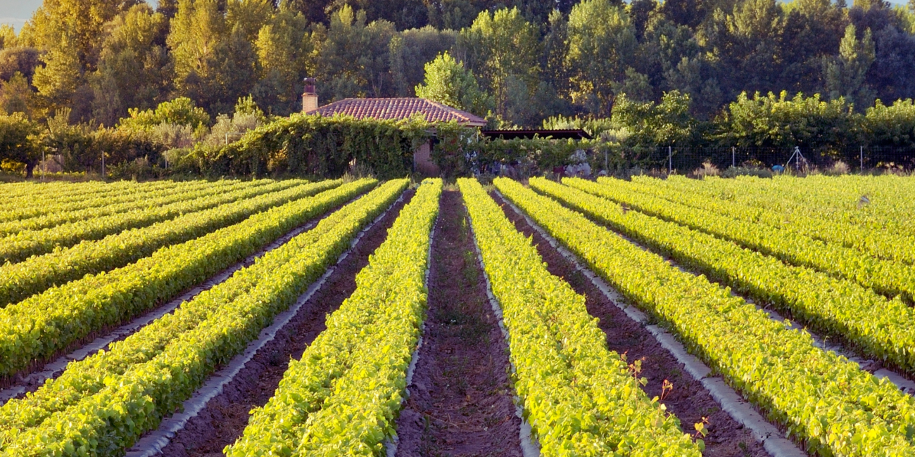 Avintage Sur Mesure : Luxe et rareté dans la conception de caves à vin sur-mesure de haute qualité