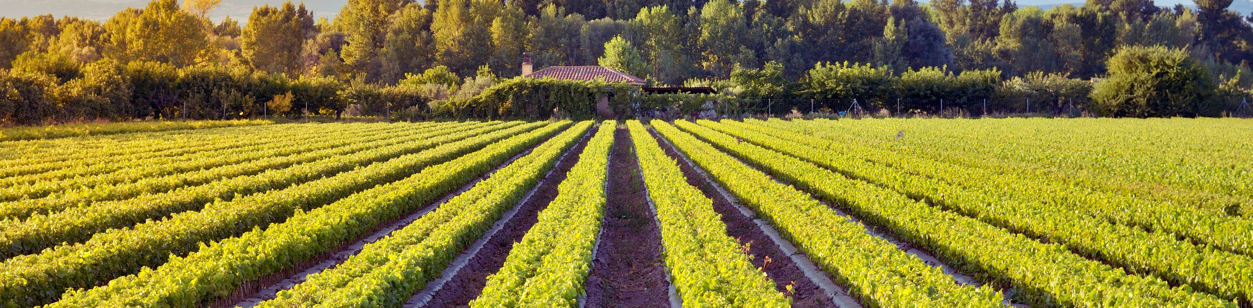 Avintage Sur Mesure : Luxe et rareté dans la conception de caves à vin sur-mesure de haute qualité