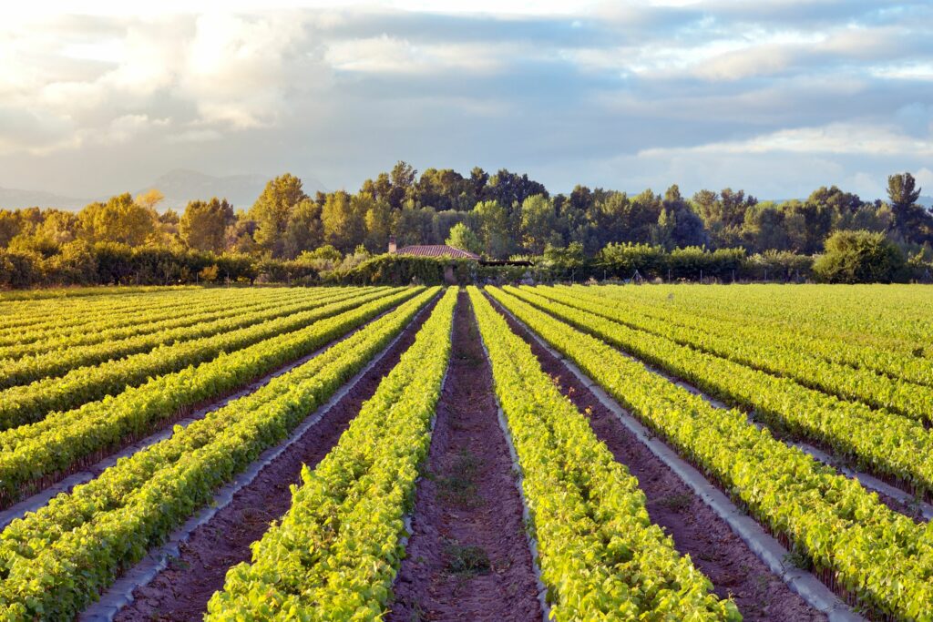 Avintage Sur Mesure : Luxe et rareté dans la conception de caves à vin sur-mesure de haute qualité